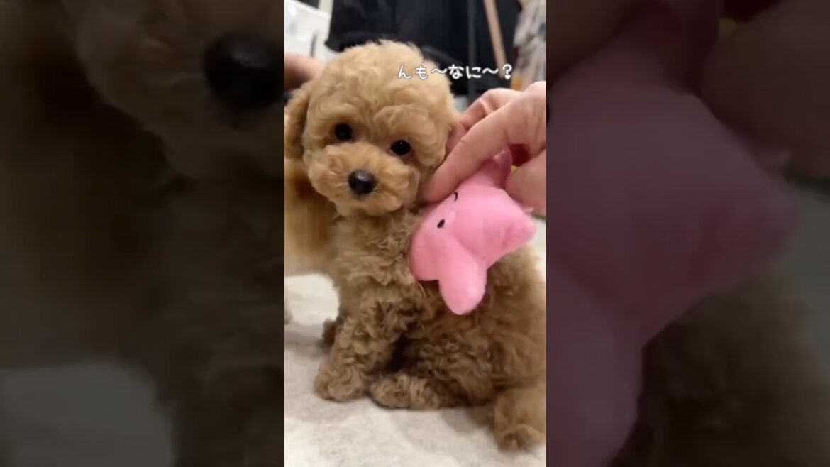 天使すぎる🪽ティーカッププードルの癒しタイム💕　#犬 #トイプードル #puppy #ティーカッププードル #shorts