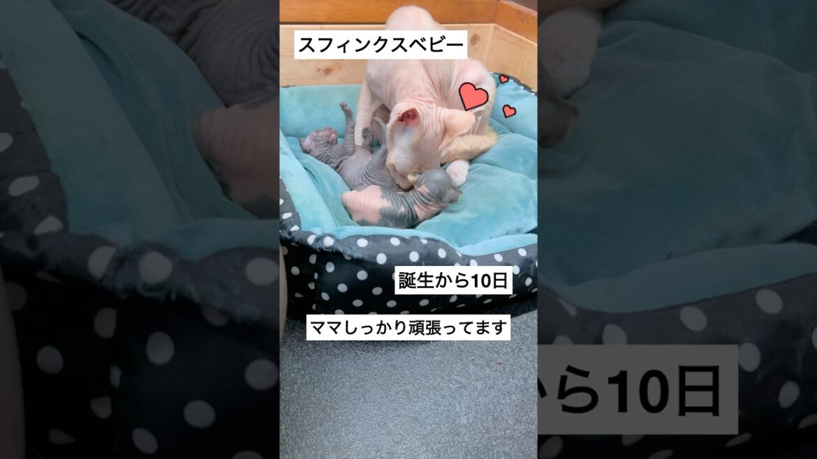 ♡子育て中のスフィンクスママ♡ #スフィンクス #sphynx #shorts #猫動画 #猫のいる暮らし