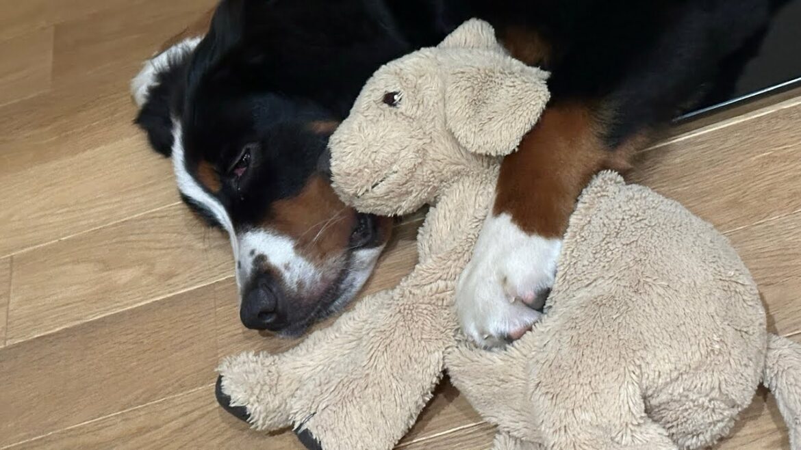 【バーニーズ】クレアさんの日常②【ヘソ天】#バーニーズマウンテンドッグ #bmd #puppy#子犬