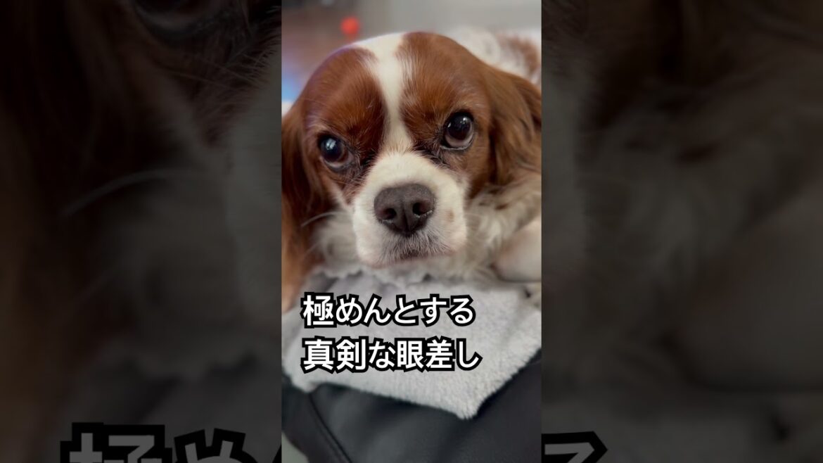 ある物事に真剣な眼差しを極めんとするキャバリアキングチャールズスパニエルさん #キャバリア