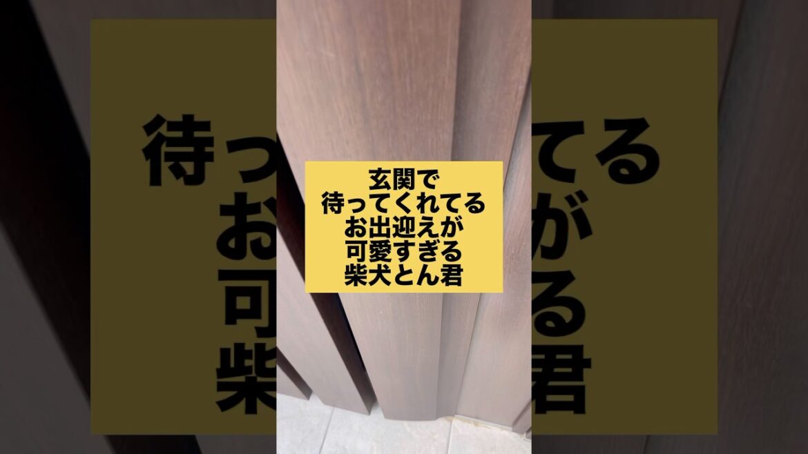 柴犬とん君のお出迎えシリーズ！どのお迎えも可愛いすぎる！　#柴犬　#柴犬とん