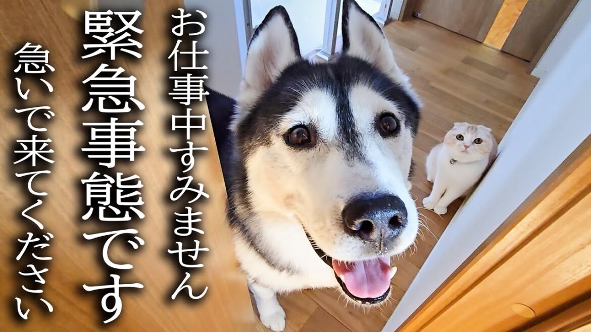 ハスキー犬と猫が涙目で騒いでるのでついて行ってみると...