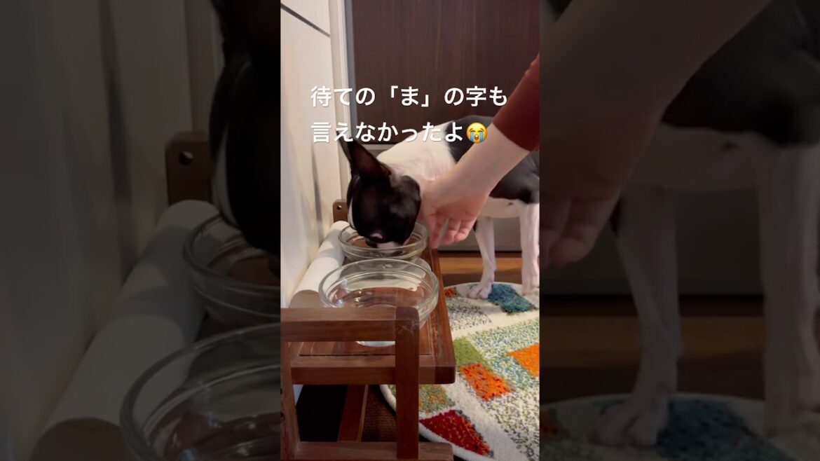 おはよう！メルの朝ごはん #ボストンテリア #ボステリ #bostonterrier