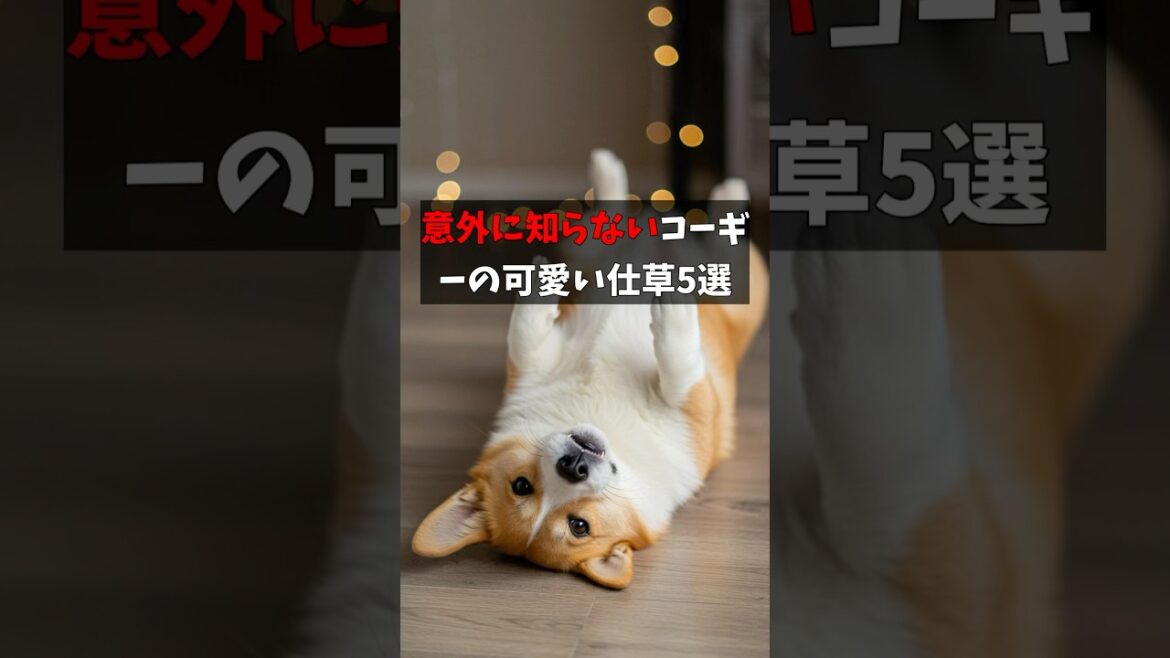 意外に知らないコーギーの可愛い仕草5選 #コーギー #犬のいる生活 #犬のいる暮らし