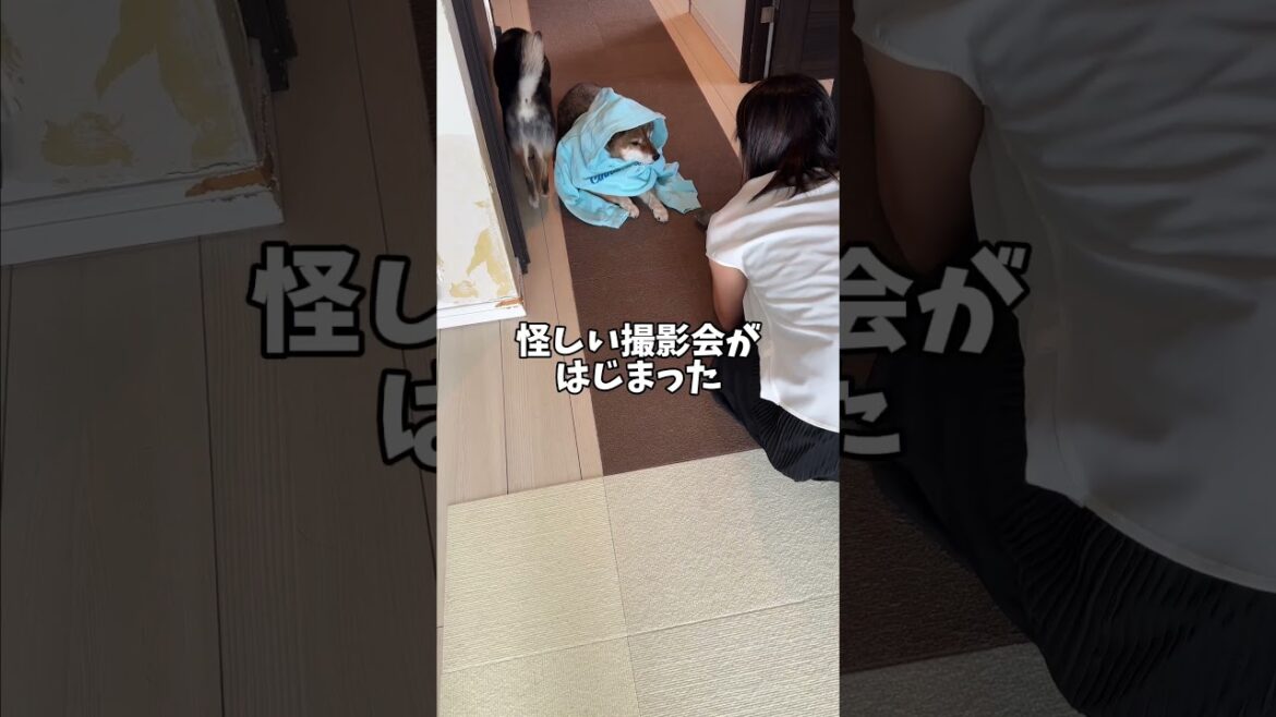 友による裏切り？ #柴犬