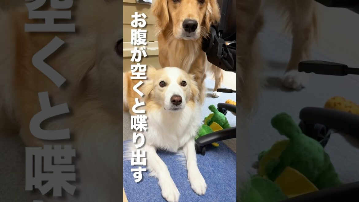 飼い主に気持ちが伝えたくて喋る犬...【ボーダーコリー・ゴールデンレトリバー】#shorts