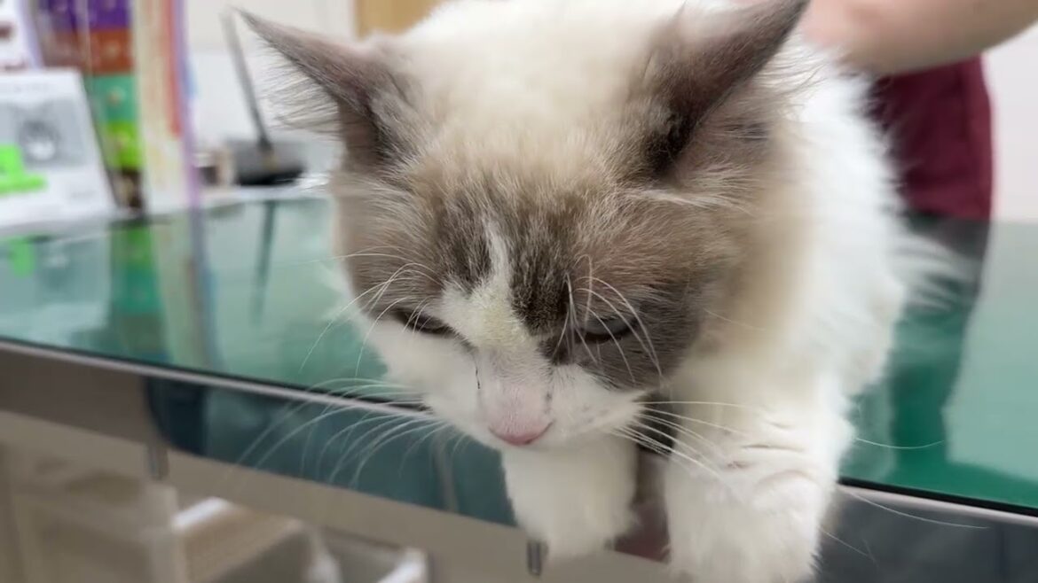 健康診断に行ってきました #cat #猫 #ラグドール