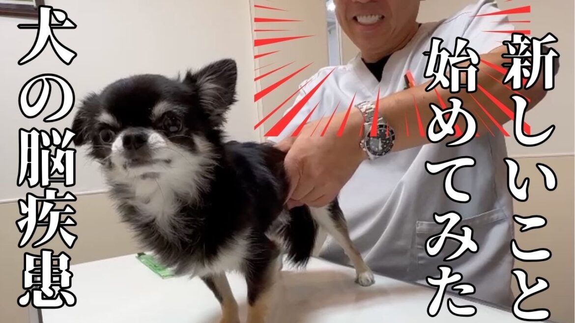 【犬の病気とお金のこと】新しいこと試してみたご報告。スー先生の整体とお金のことも！
