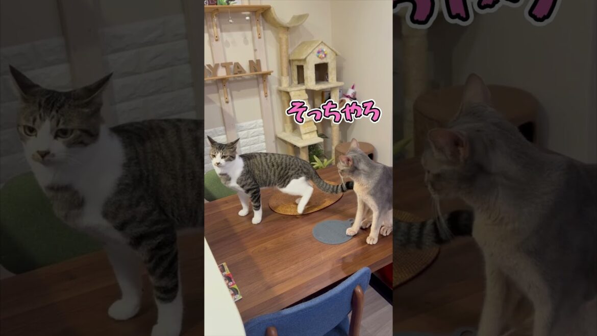 ニャン斗の拳27 ～ちょっかい出したのに拗ねる弟猫～ shorts #猫 #アビシニアン