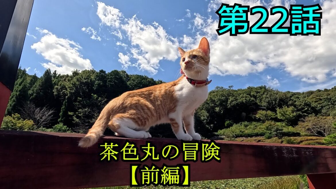 【第22話】片目が潰れた子猫、茶色丸の冒険【前編】