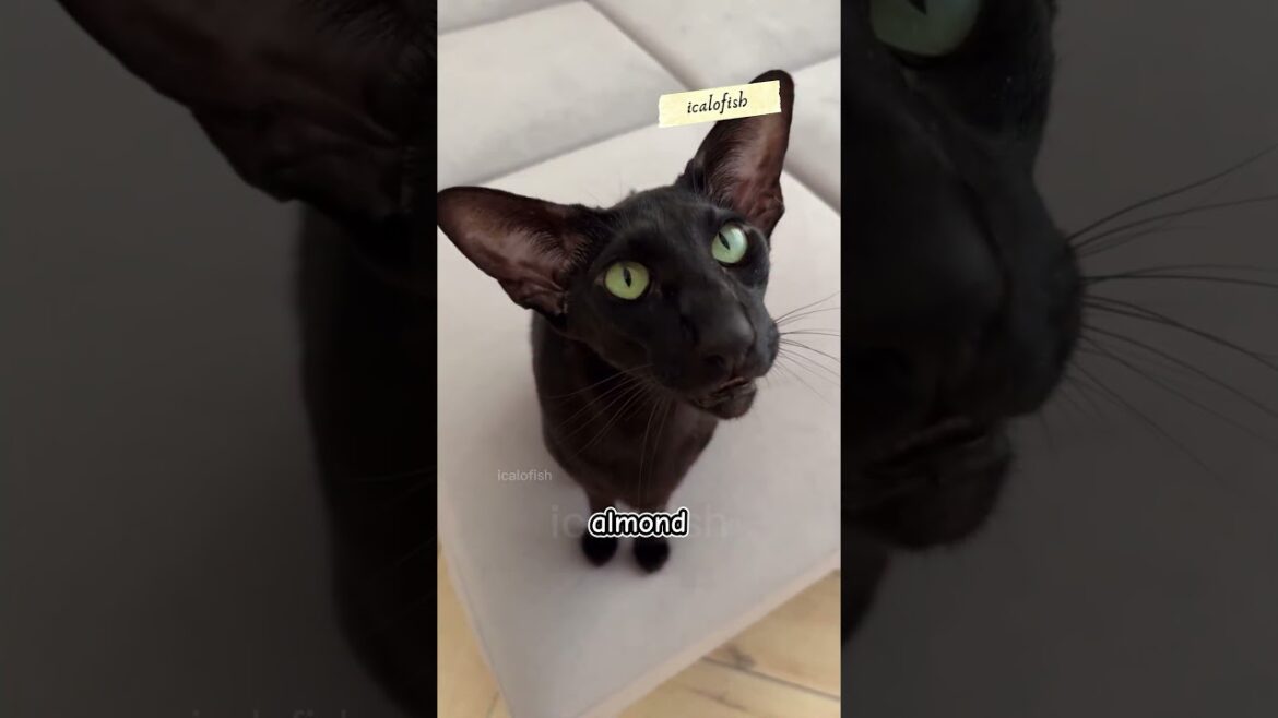 Oriental Shorthair 🐱 | Kucing Elegan dengan 300 Warna Bulu!