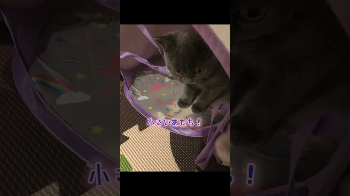 初めてママに会った時のグレースをまとめてみました✌️#cat #可愛い猫