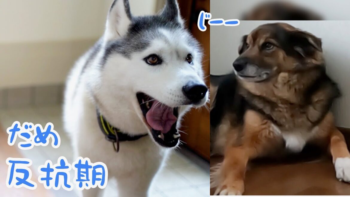 反抗期の妹犬を見事に説得したハスキーに感嘆するしかない母