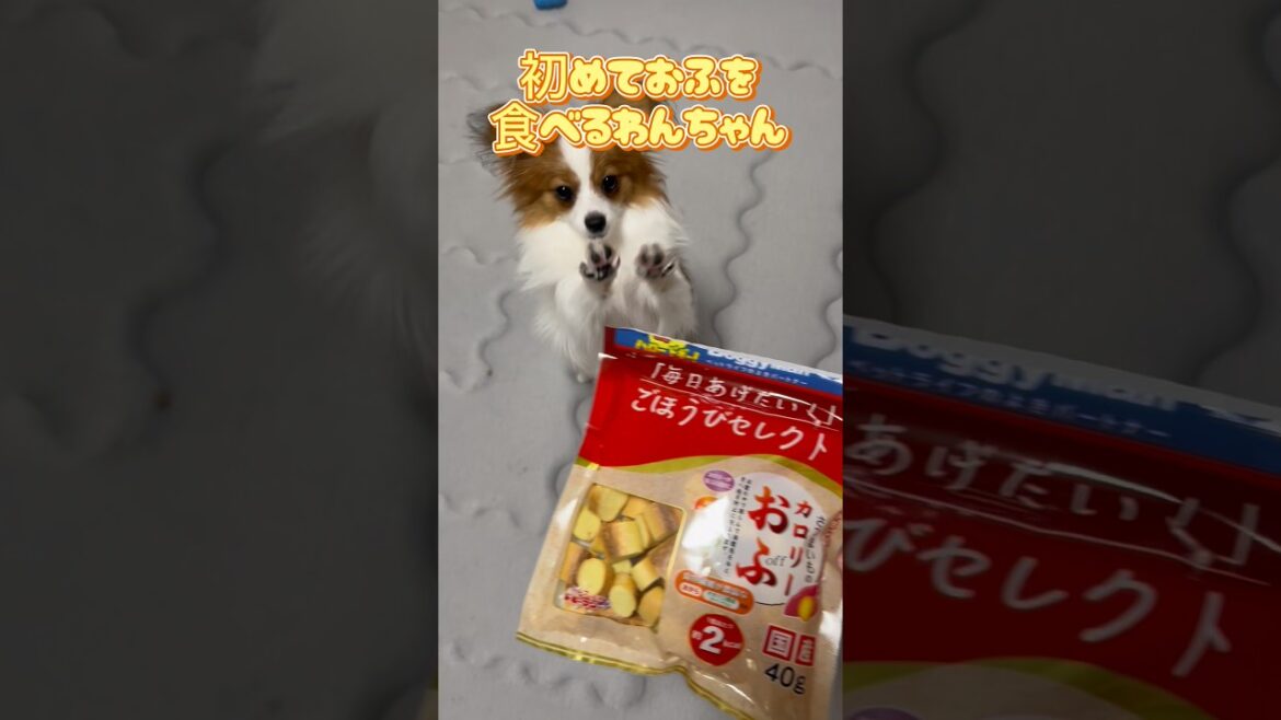 初めてのおふを食べるわんちゃん#かわいい#かわいいパピヨン#かわいい子犬#パピヨン#ぱぴー#いぬのいるくらし