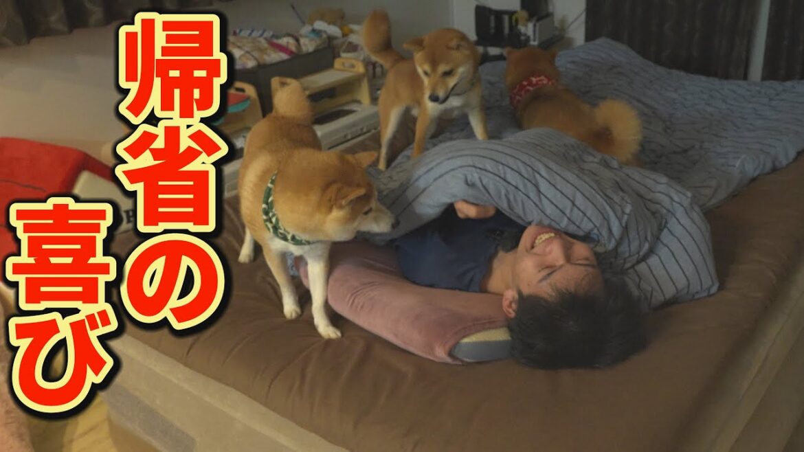 息子の帰省が嬉しすぎて修学旅行気分になり、はしゃぎまくる柴犬達