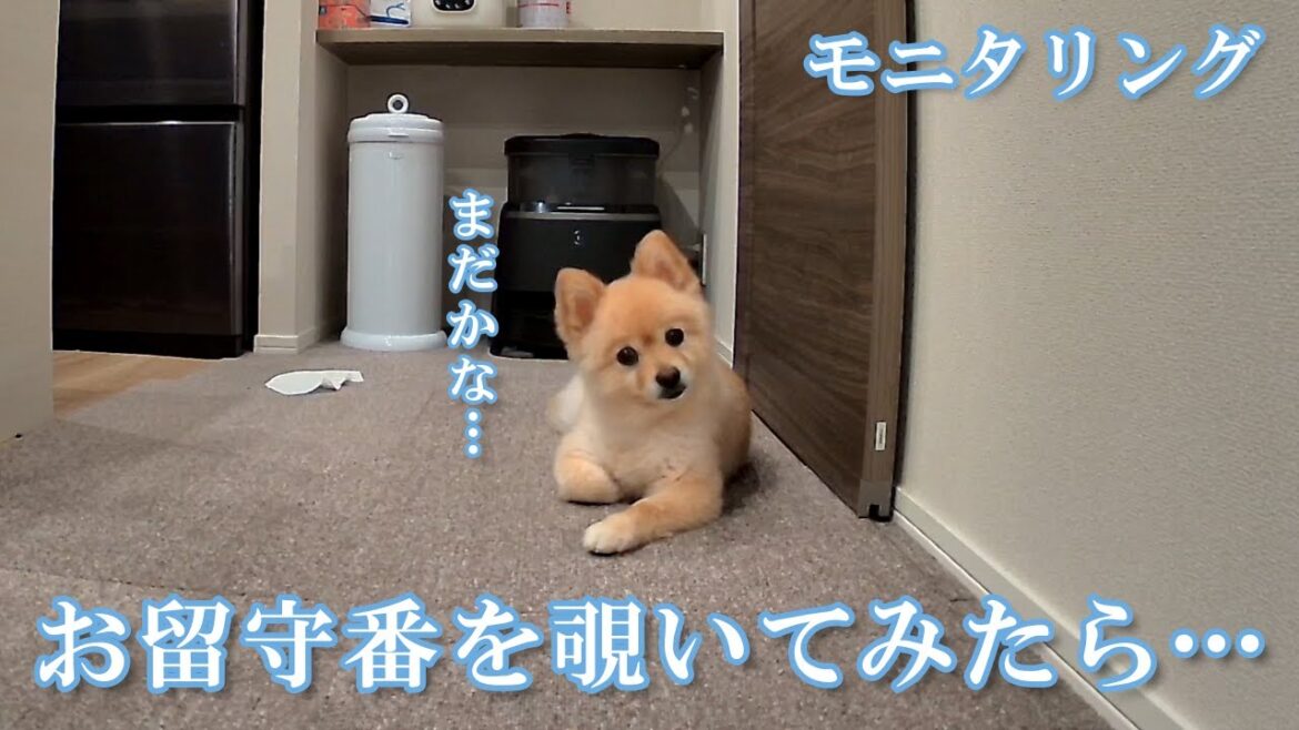 【モニタリング】愛犬のお留守番をペットカメラで隠し撮りしてみた結果がこちら