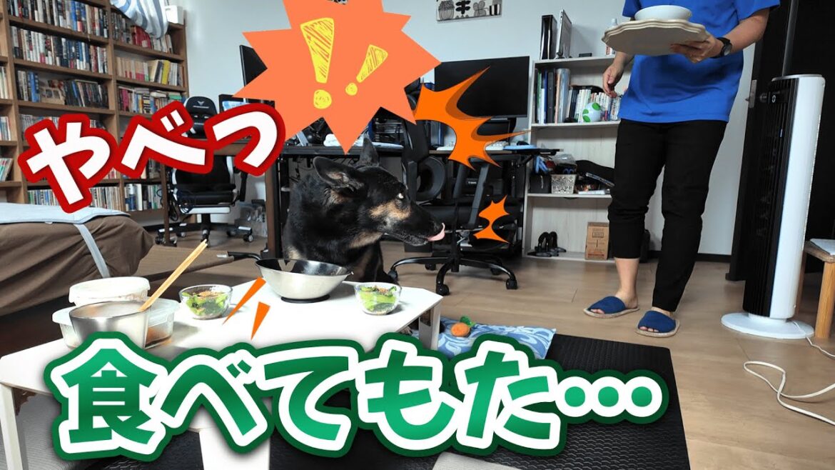 待っててって言ったのに…!戻ったら愛犬が昼ごはんをフライングしてましたw 待っててって言ったのに…!戻ったら愛犬が昼ごはんをフライングしてましたw