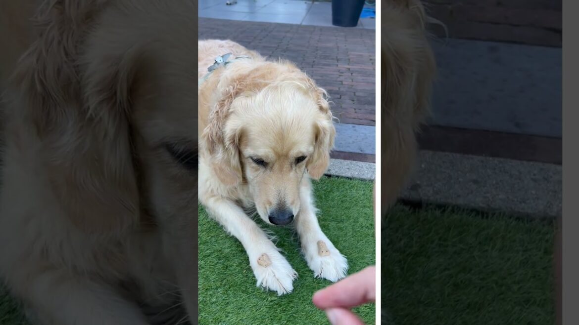 Watch this!🍪“A cookie always does the trick.” #goldenretriever