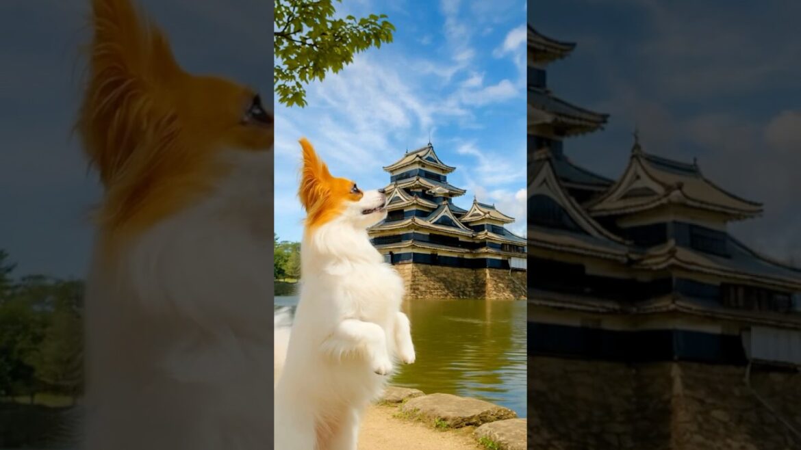 ハルの隠密松本旅行🐾どんな願いでも叶う四柱神社でハルが願ったことは？✨