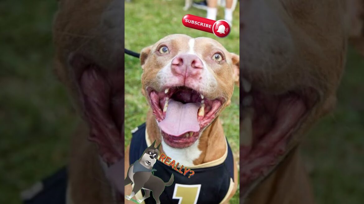 Best Guard Dogs: The Mighty “Nanny Dog” : Staffordshire Bull Terrier Best Guard Dogs: The Mighty “Nanny Dog” : Staffordshire Bull Terrier