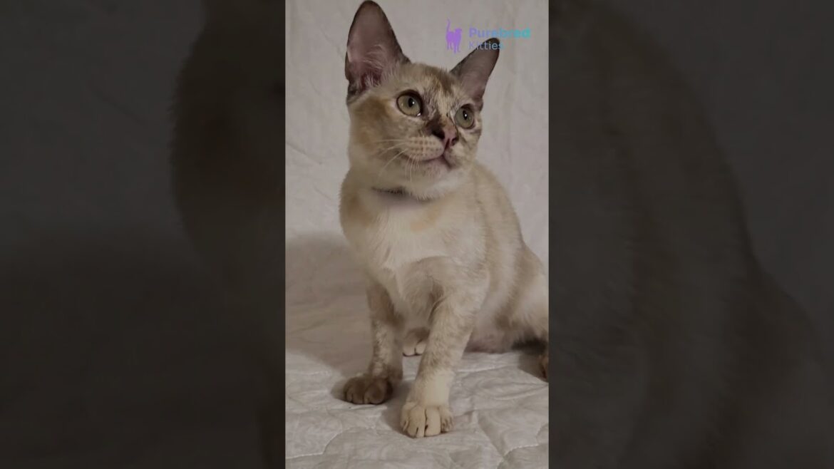 Meet Neisy: Sweet Chocolate Tortoise Burmese Kitten 🍫 Full of Charm & Playfulness! #BurmeseKitten