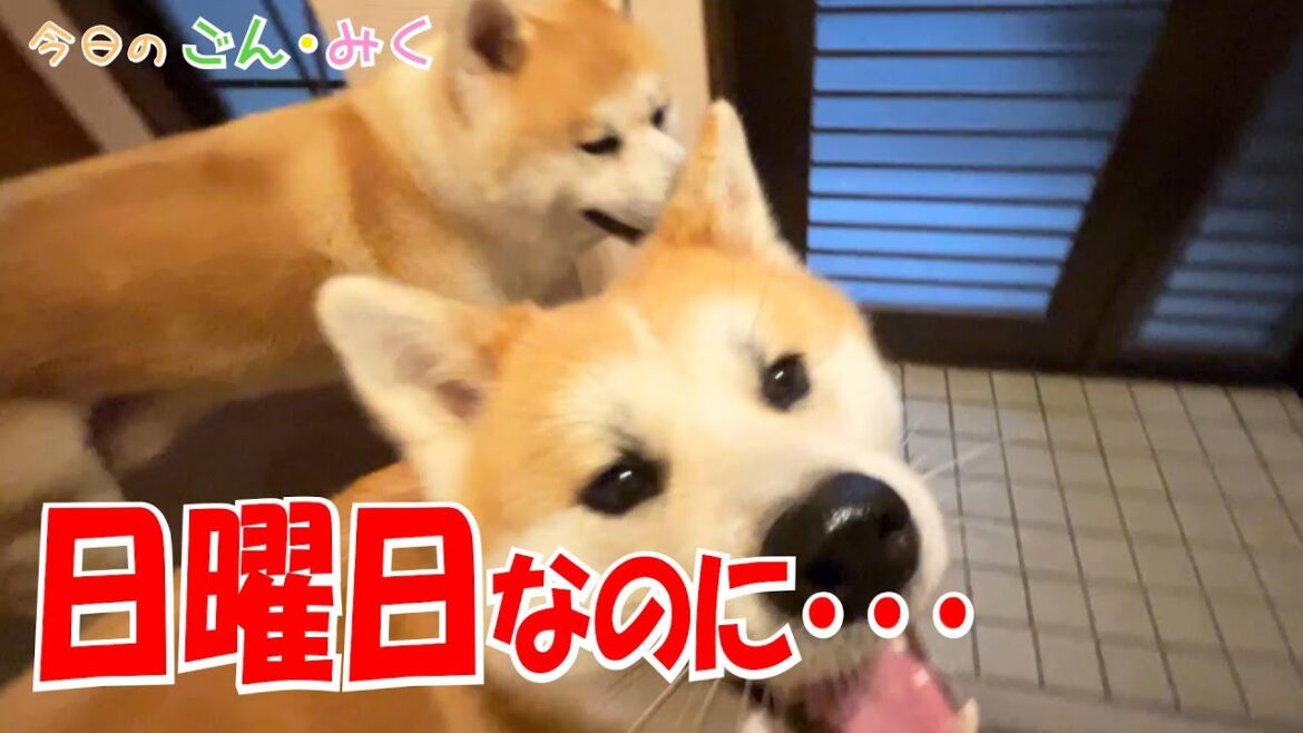 日曜日なのに･･･「お母さんは･･･ お出掛け･･･」　今日のごん・みく　秋田犬【ごん・みく チャンネル】