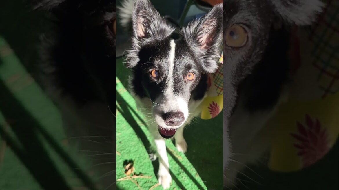 #bordercollie #mascotas #pet #perro #dog #mylove