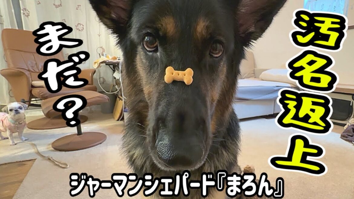 待てを理解してない？？？😢どうですか？【ジャーマンシェパード】