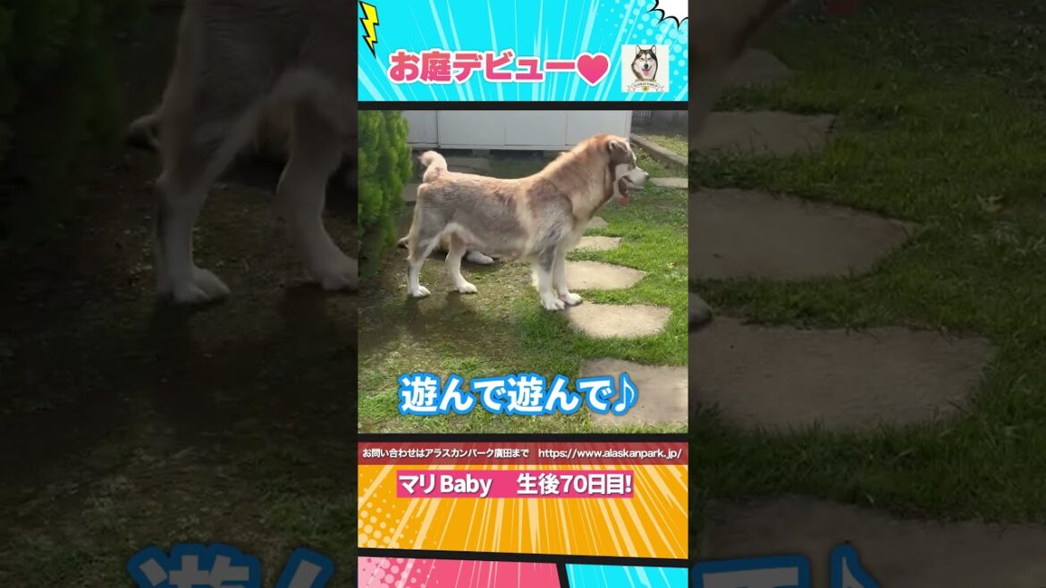 マリBabyお庭デビュー！【アラスカンマラミュート子犬】 #モフモフ #大型犬 #いぬのいる生活 #犬のいる暮らし #犬動画 #子犬 #ブリーダー #直販 #マラミュート専門