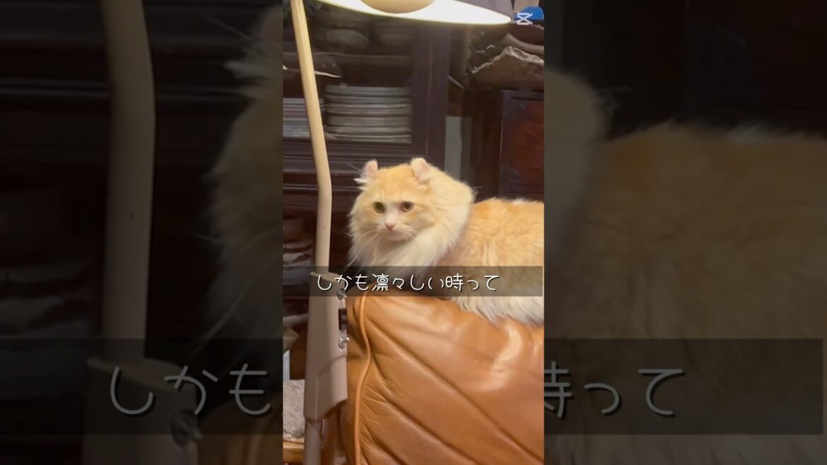 猫にインタビュー！ #shorts #ふうちゃんねる #キンカロー #猫 #cat