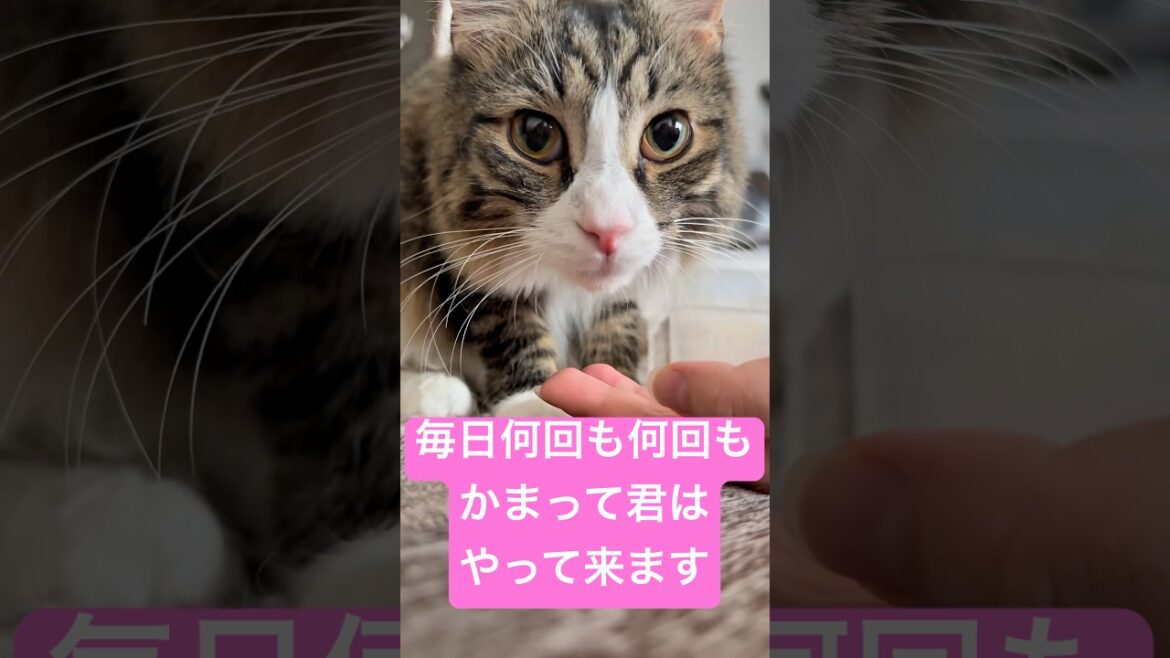 甘えん坊のせらは毎日アピールが凄いです……#猫 #メインクーン