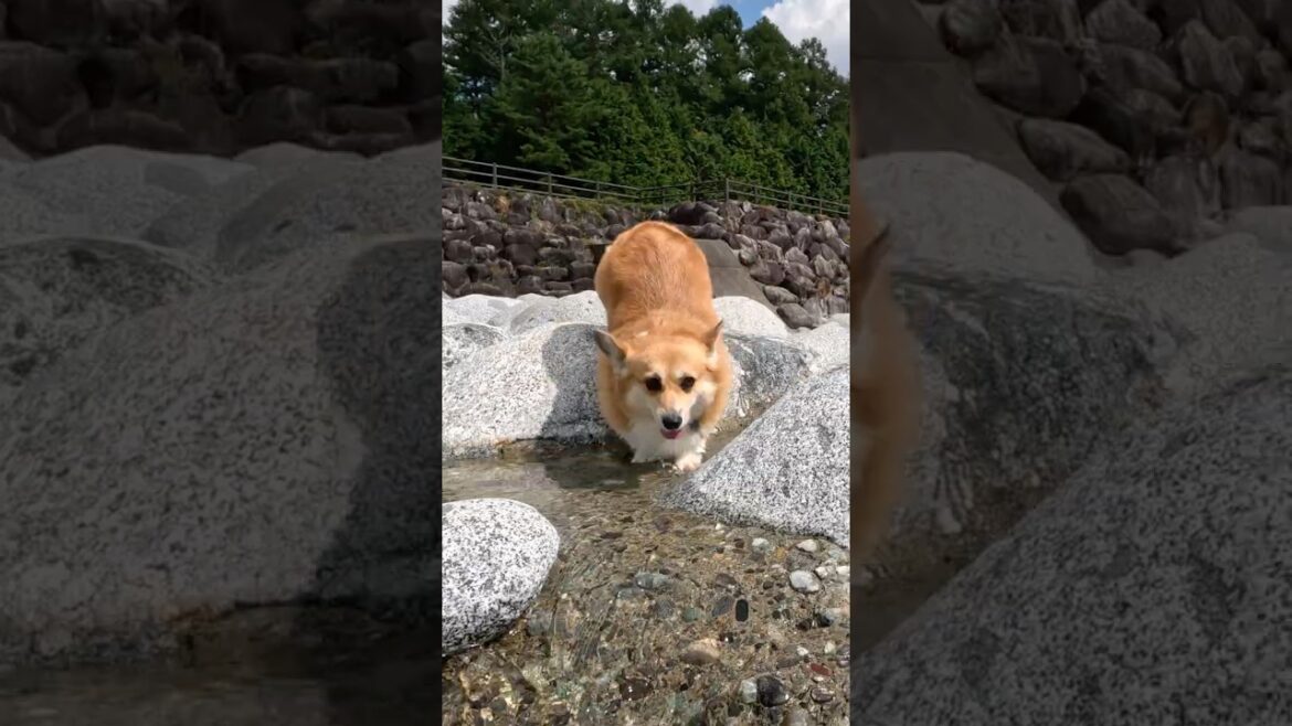 川辺の岩を嬉しそうに飛び移っていくコーギー / A corgi joyfully hopping across the rocks by the river.  #コーギー #corgi