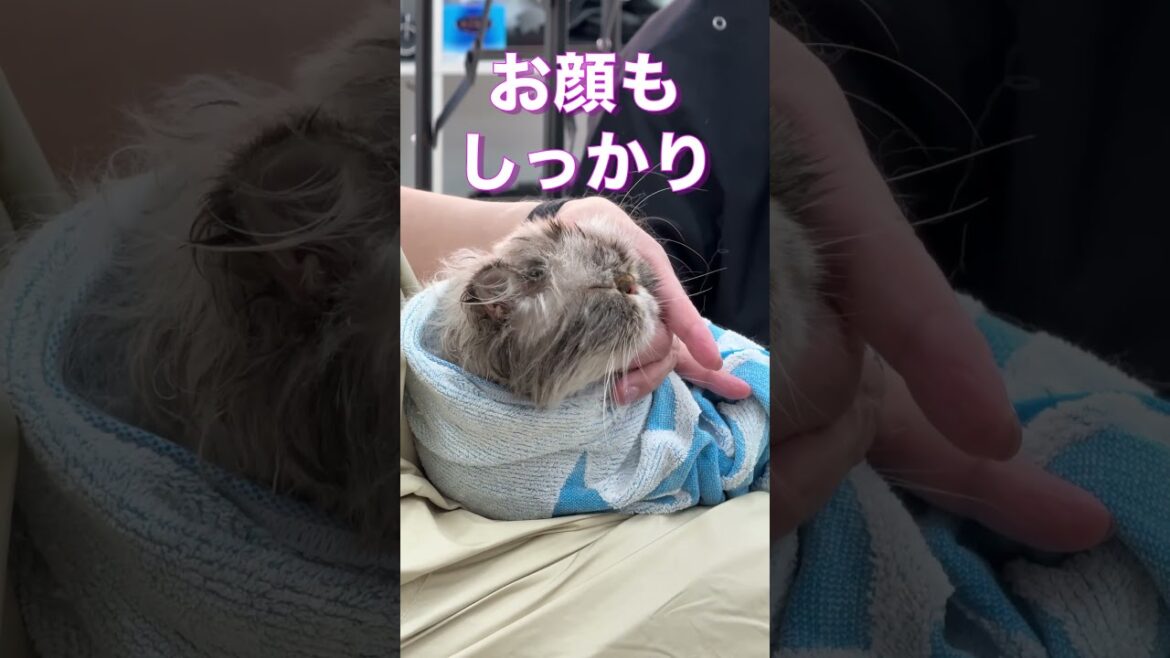 #爆毛 #ヒマラヤン を #シャンプー でフワサラにしてみた