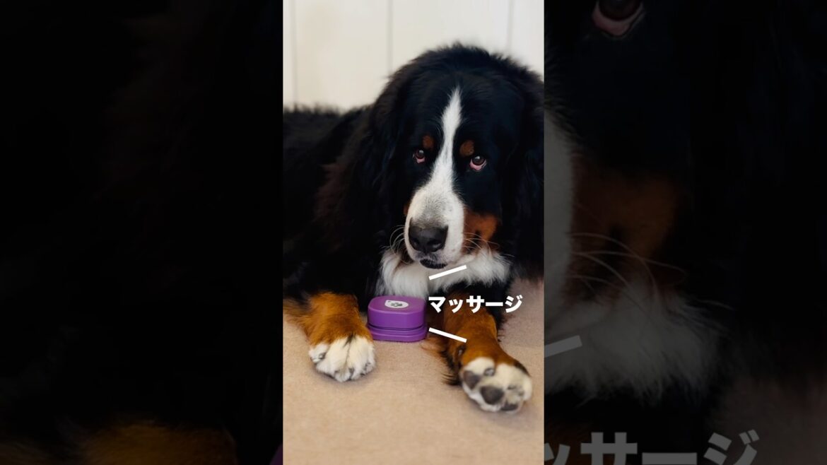 マッサージボタンでマッサージを催促するバーニーズ🐾