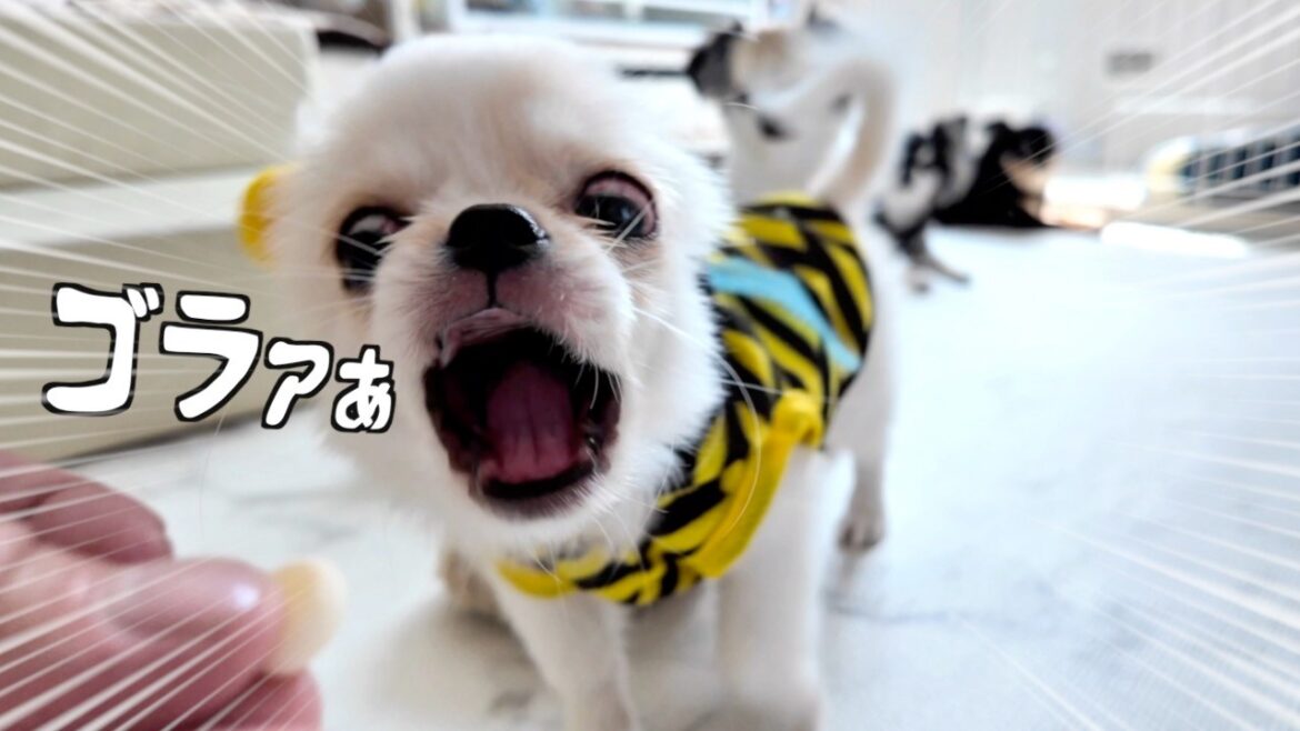 家族になったばかりの子犬に嫌われました【ペキニーズ×チワワ　多頭飼い】