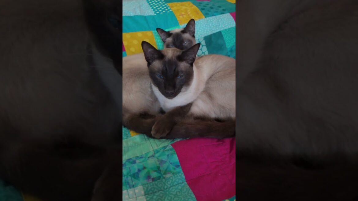 Most Beautiful Cats 10-6 Part 3