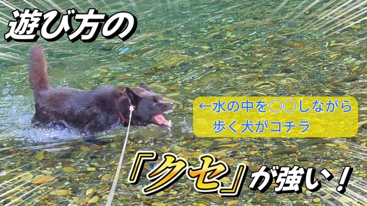 【甲斐犬】久しぶりに川に遊びに行ったら、遊び方のクセが強かった！