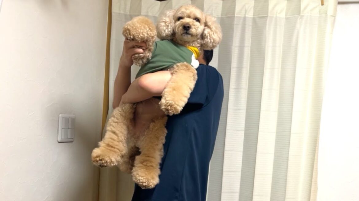 甘えん坊な大きいトイプードルのナイトルーティン【デカプー】【トイプードルのロアくん】【toy poodle】