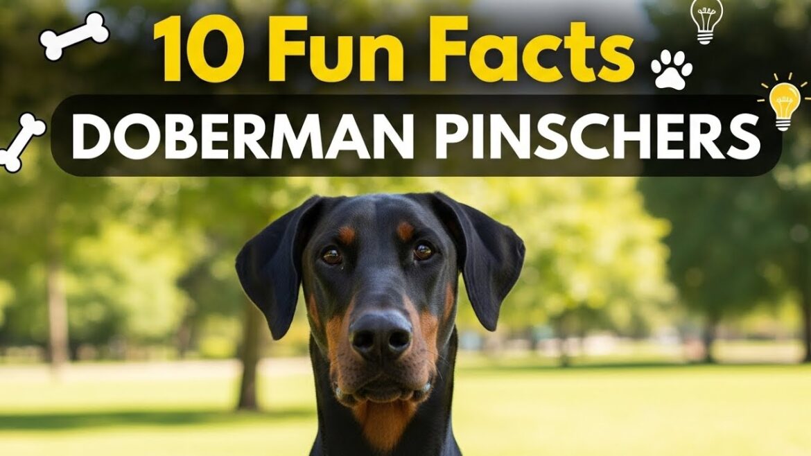 10 Fun Facts About Doberman Pinschers 🐶✨ (Smart & Loyal Protectors!)