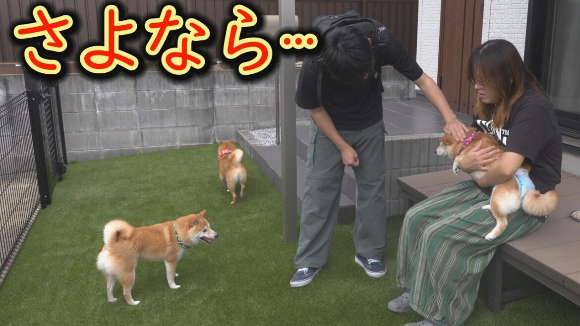 息子との別れを認めない柴犬と、今にも泣き崩れそうな柴犬にジーンときました・・・