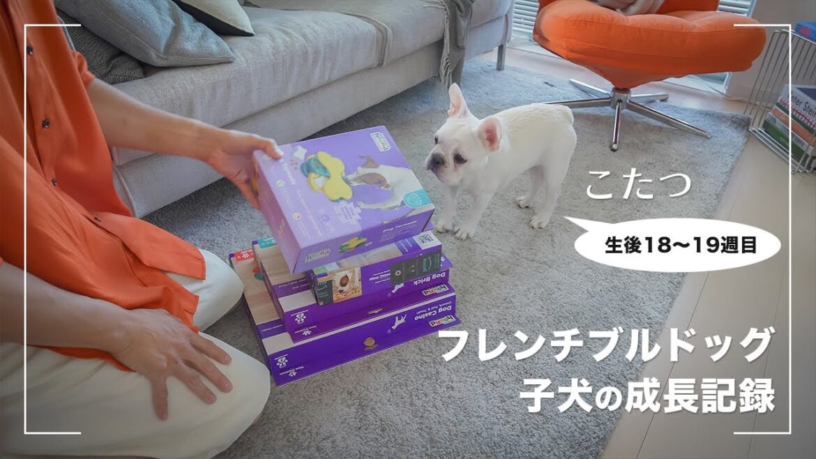 【こたつ成長記録】フレンチブルドッグの子犬に知育玩具をいろいろ与えてみる【18〜19週目】 【こたつ成長記録】フレンチブルドッグの子犬に知育玩具をいろいろ与えてみる【18〜19週目】