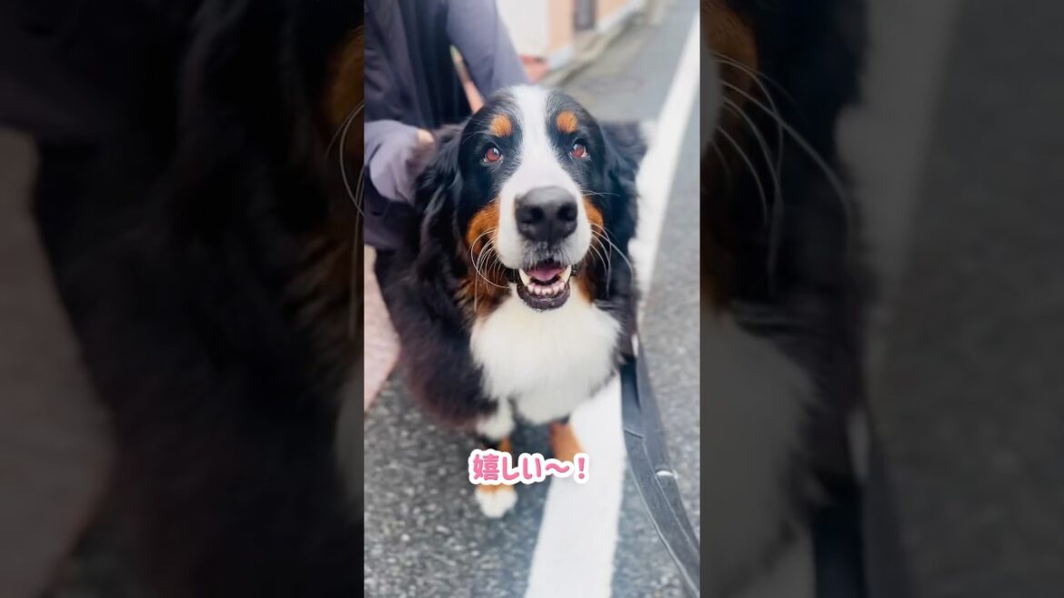 朝の散歩で大好きな人に会えて喜ぶバーニーズマウンテンドッグ🐾