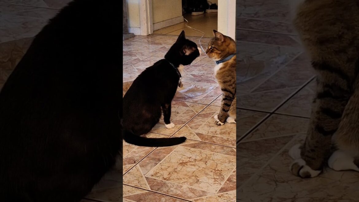 Brother Cats Showing Pure Love  #cat