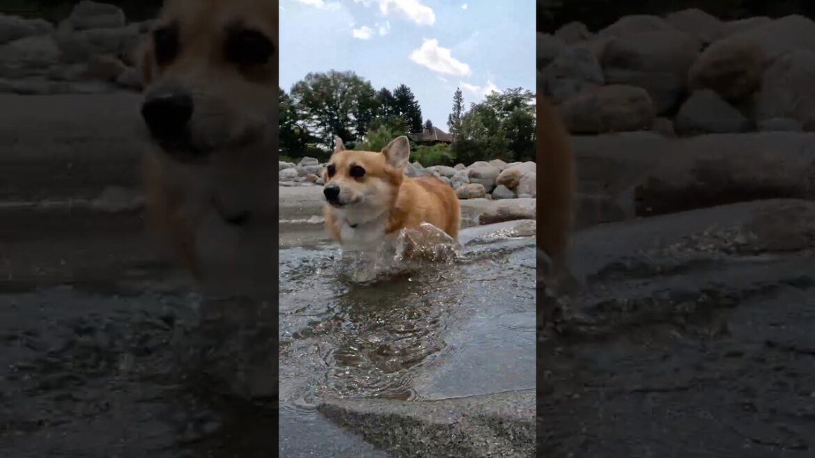 浅瀬に飛び込んでブルブルするコーギー / A corgi jumps into the shallows, then shakes off the water. #コーギー #corgi