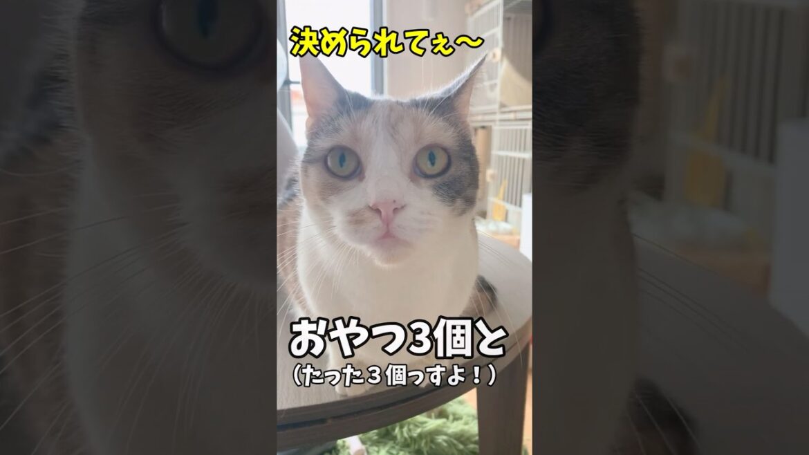 小さな頃から太り気味