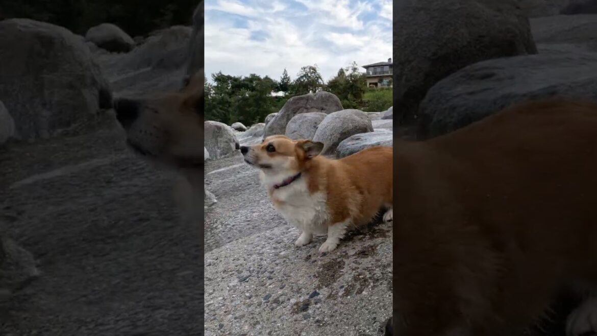 気持ち良く水を払うコーギー / A corgi happily shaking the water from its coat. #コーギー #corgi
