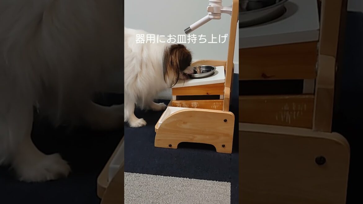 犬がセルフで皿運びはじめた #愛犬 #犬のいる生活 #パピヨン