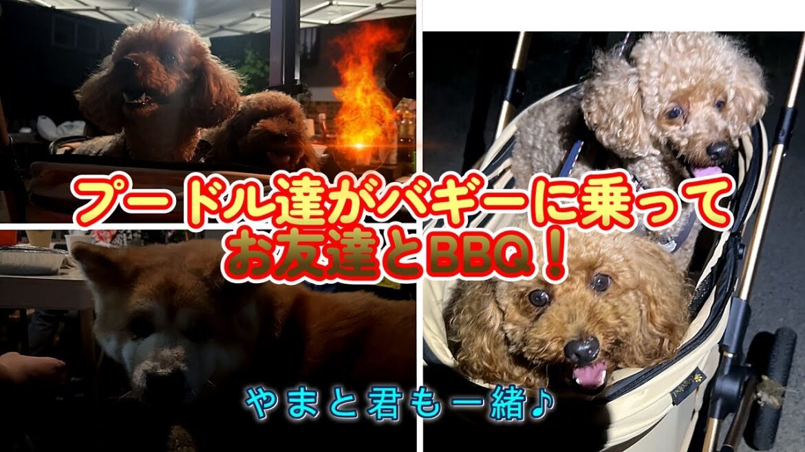 プードル達が初のペットバギーに乗って、お友達とBBQ！