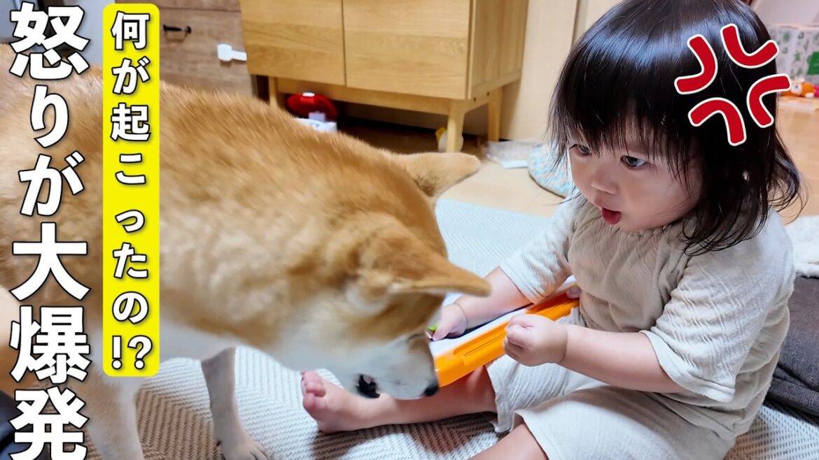 お絵描きを邪魔する柴犬にガチギレする2歳児がこちらです笑