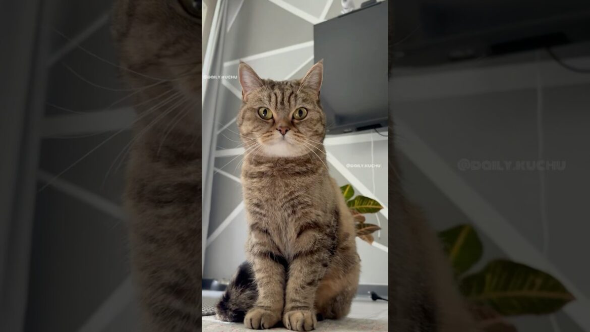 Miss Kuchu ist hier! 🐱